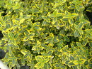 Wintercreeper
